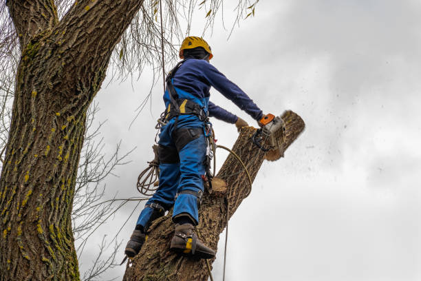 Best Tree Maintenance Programs  in South Roxana, IL