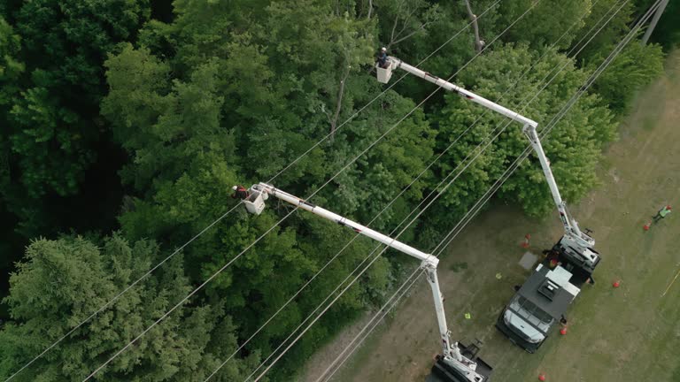 Best Hazardous Tree Removal  in South Roxana, IL